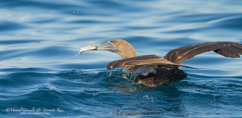 Brown Booby (Brewster's) - ML42215441