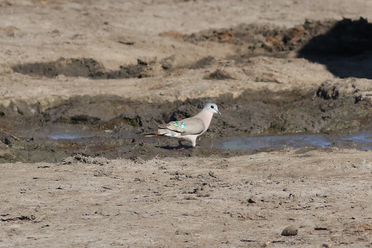 Emerald-spotted Wood-Dove - ML422157101
