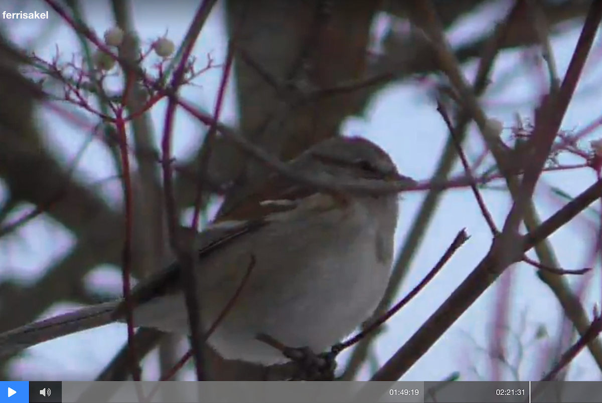 American Tree Sparrow - ML42216151