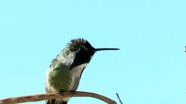 Costa's Hummingbird - ML422163841