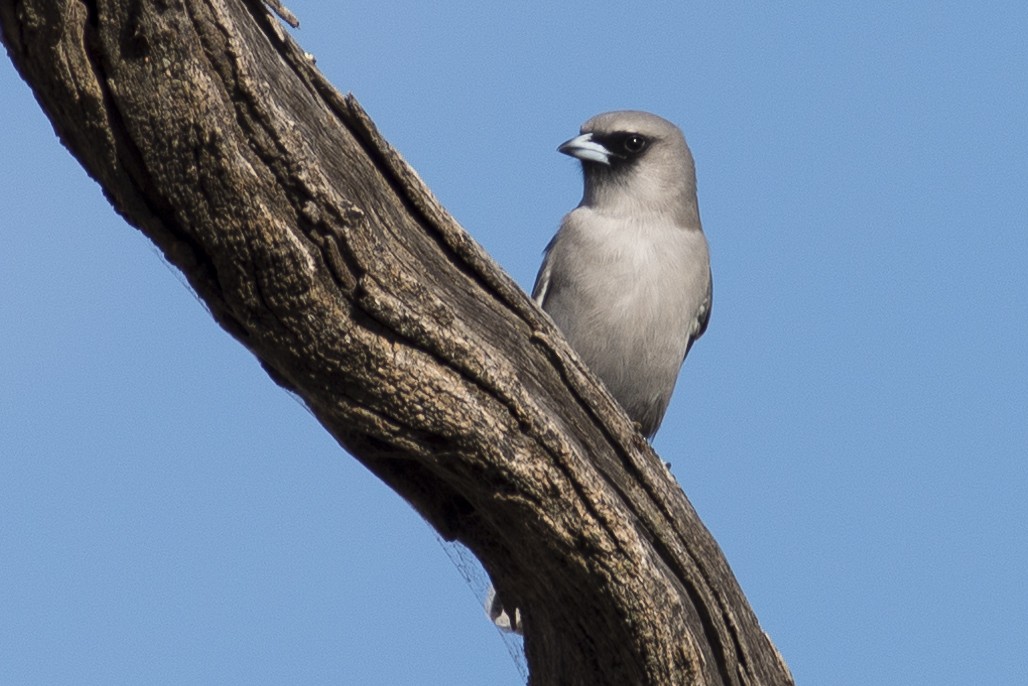 Black-faced Woodswallow - Peter Taylor
