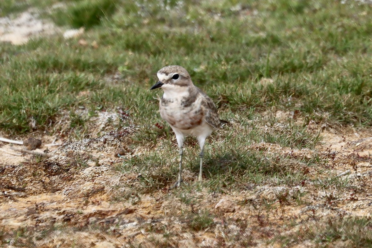 Double-banded Plover - ML422164551