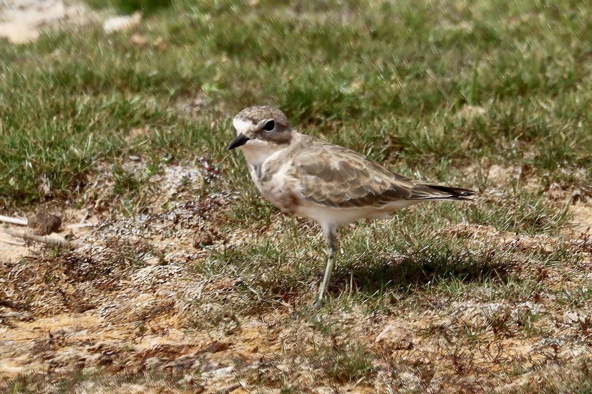 Double-banded Plover - ML422164641