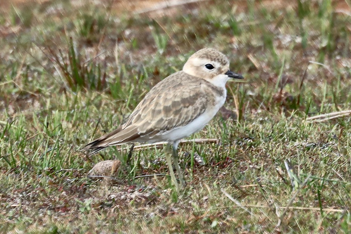 Double-banded Plover - ML422164671