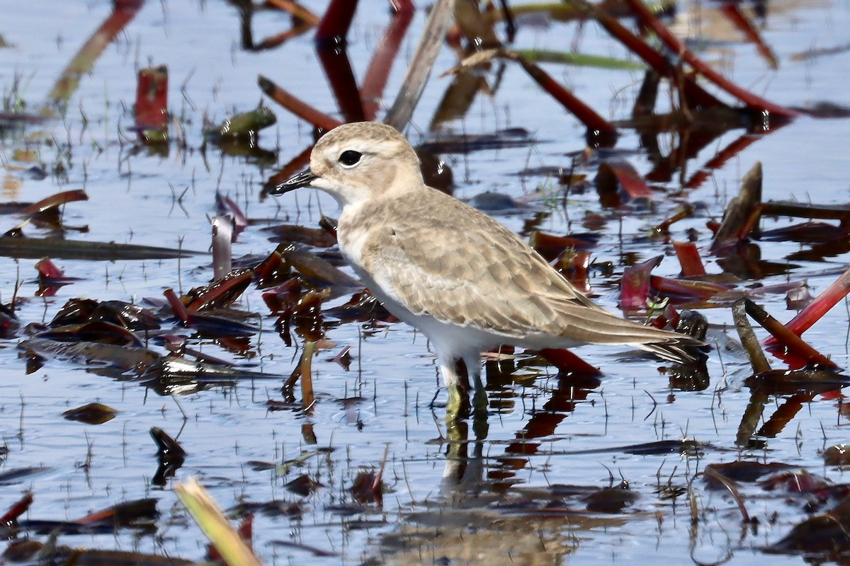 Double-banded Plover - ML422164701