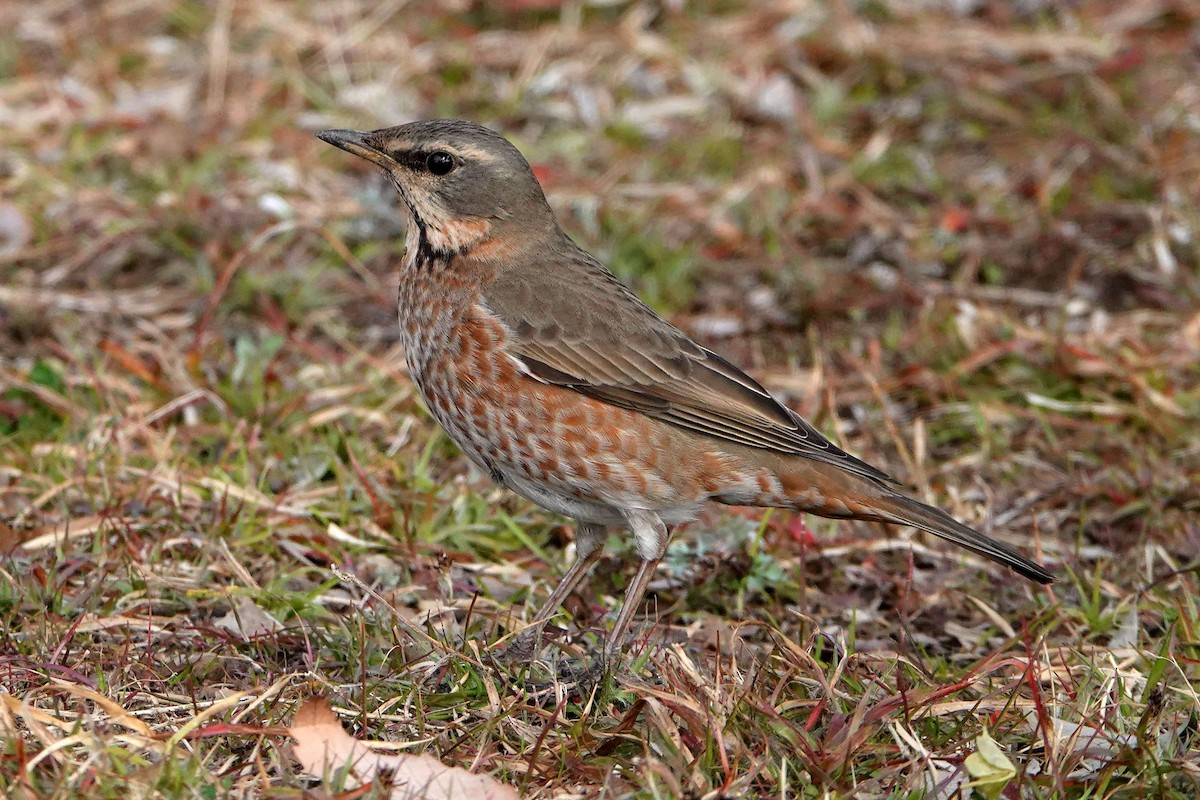 Бурый дрозд/Дрозд Науманна - eBird