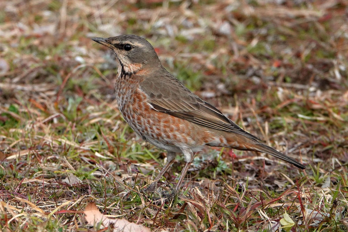 ツグミ／ハチジョウツグミ - eBird