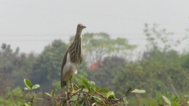 Indian Pond-Heron - ML422175531