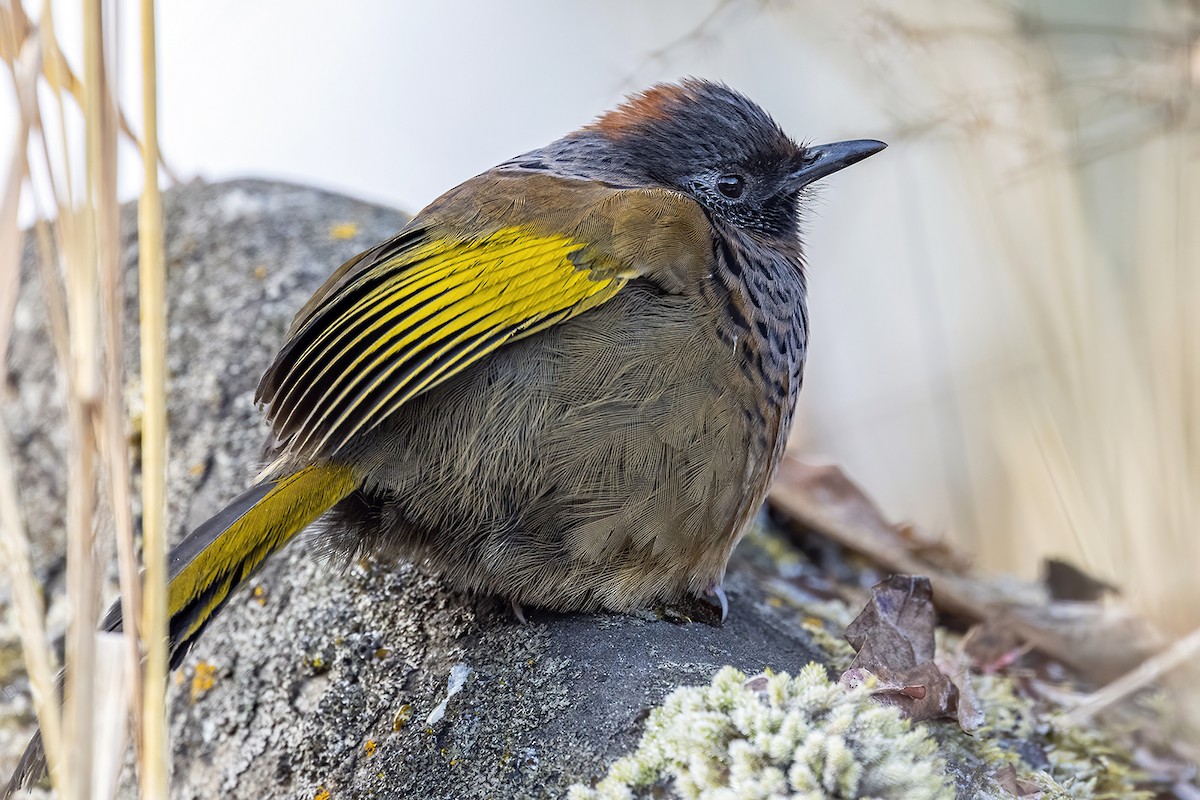 Chestnut-crowned Laughingthrush - ML422181821