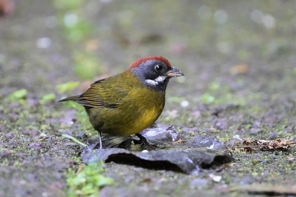 Sooty-faced Finch - ML422184991