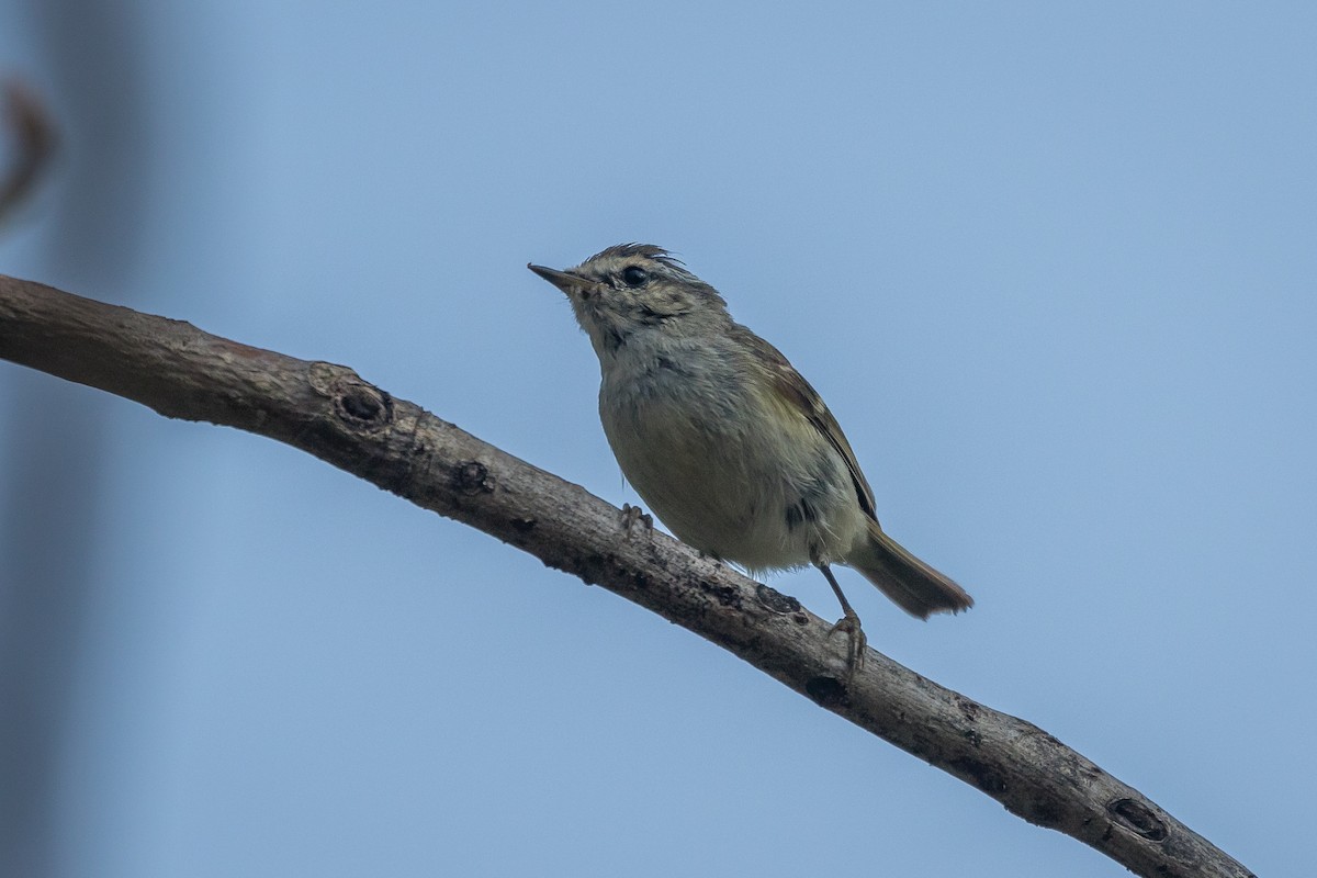 Hume's Warbler - ML422188091