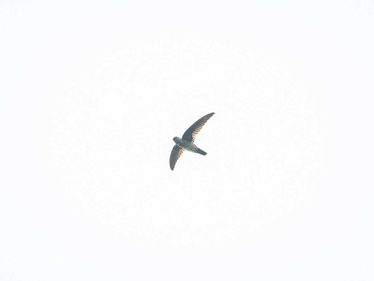 Plume-toed Swiftlet - Boon Chong Chen