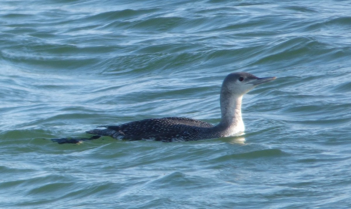 Red-throated Loon - ML42219751