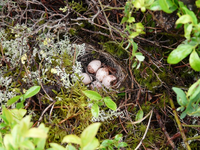 Nest with five eggs. - Connecticut Warbler - 