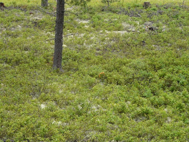 Nest site; nest placed close to the orange flag. - Connecticut Warbler - 
