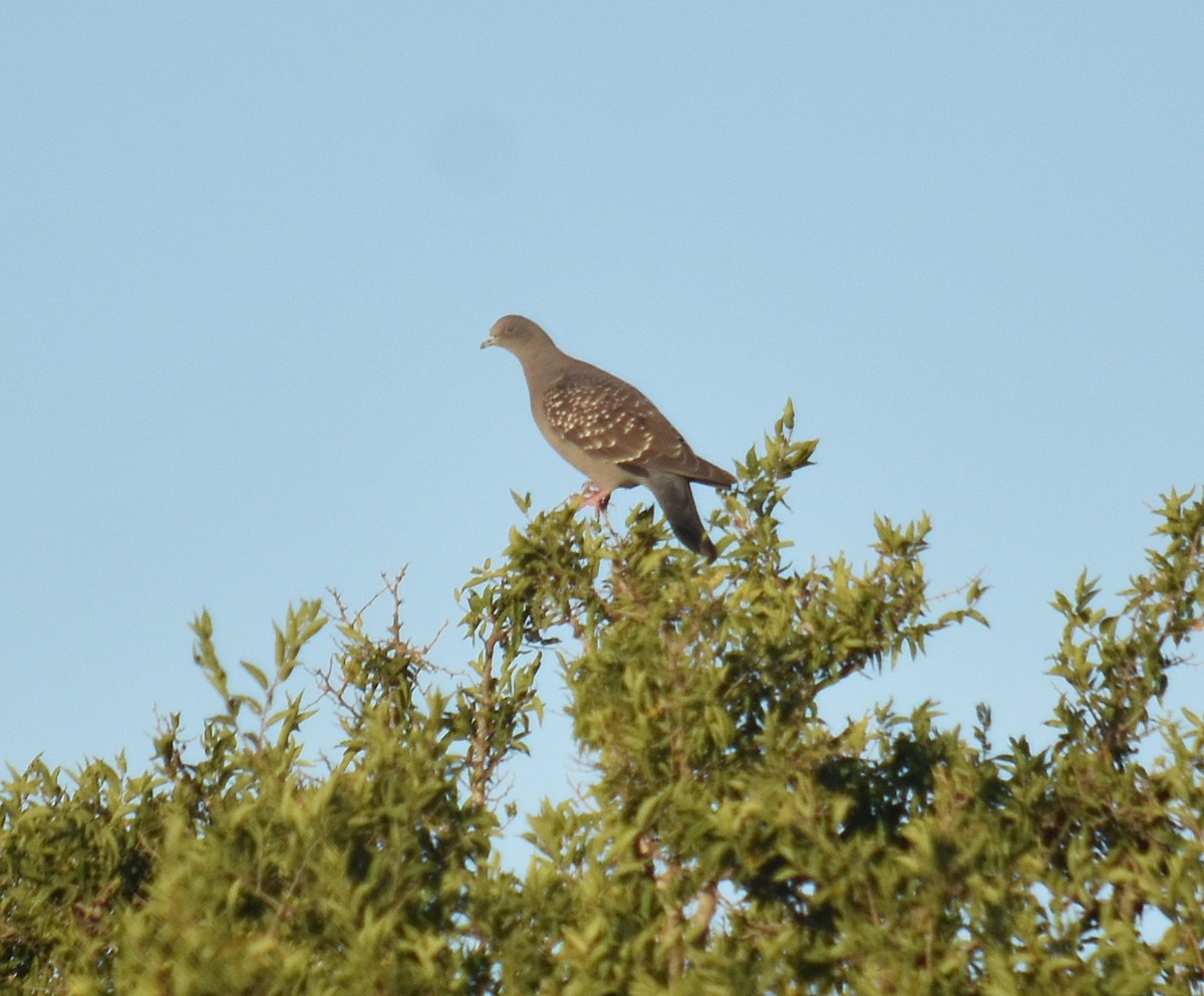 Spot-winged Pigeon - ML422199131
