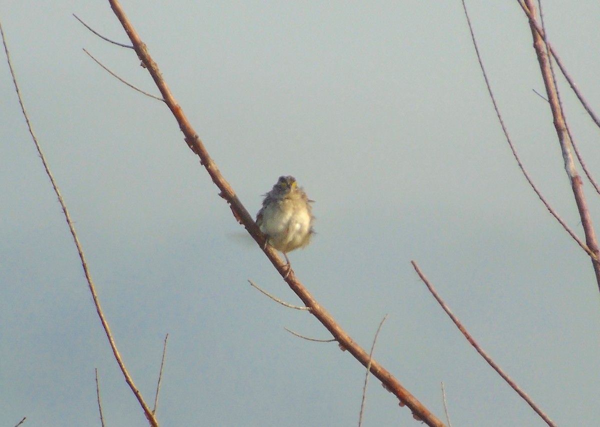 Grassland Sparrow - ML422209671
