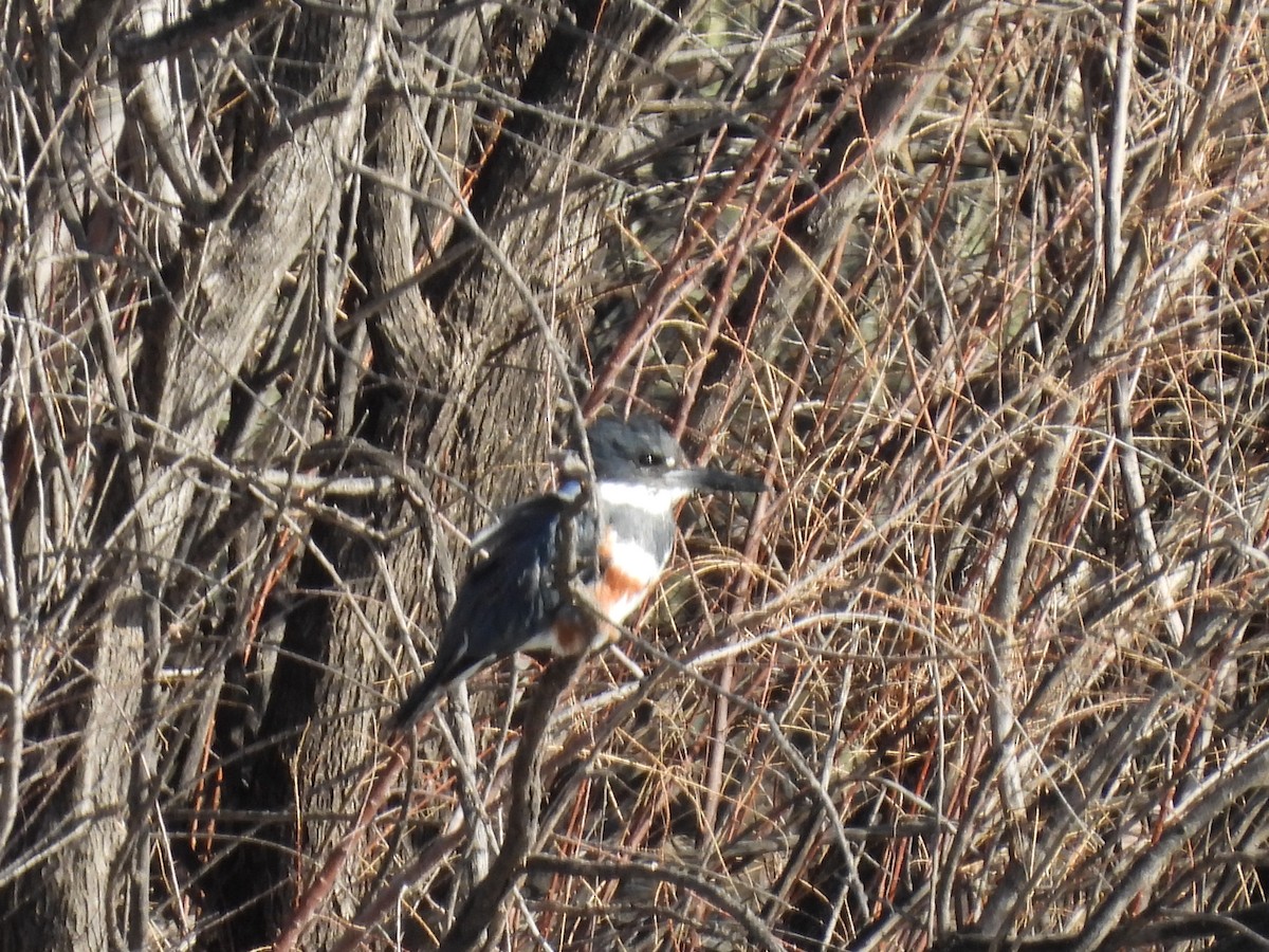 Belted Kingfisher - ML422210121