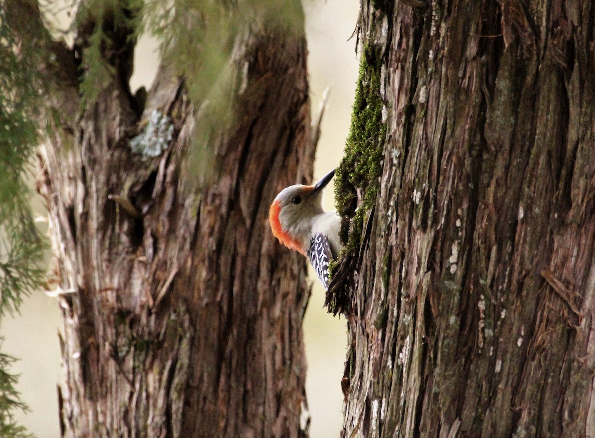 Red-bellied Woodpecker - Ronald Goddard
