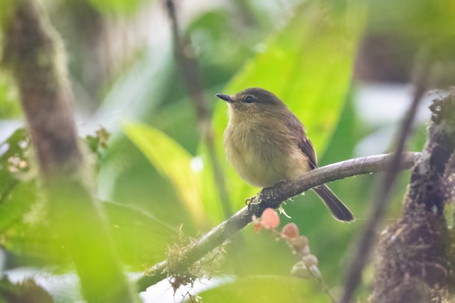 Flavescent Flycatcher