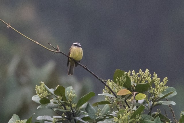 Golden-bellied Flycatcher