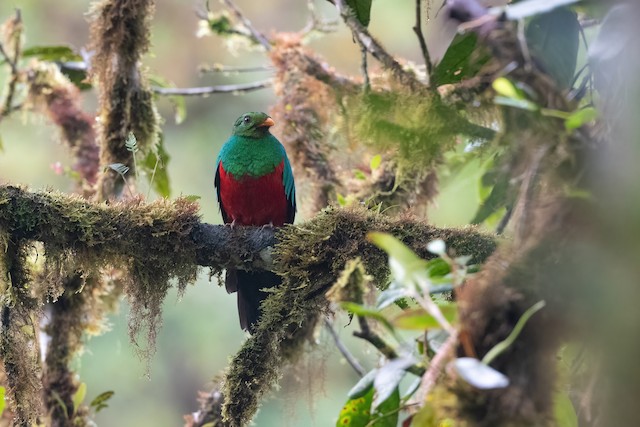 Golden-headed Quetzal