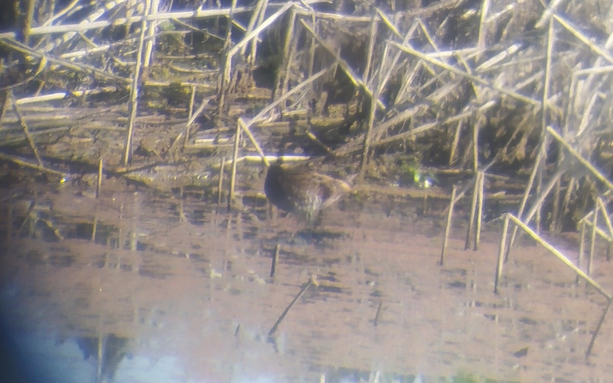 Spotted Crake - ML422216971