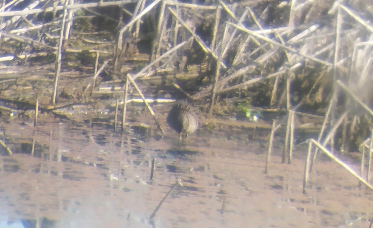 Spotted Crake - ML422217081
