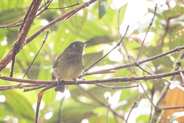 Streak-necked Flycatcher