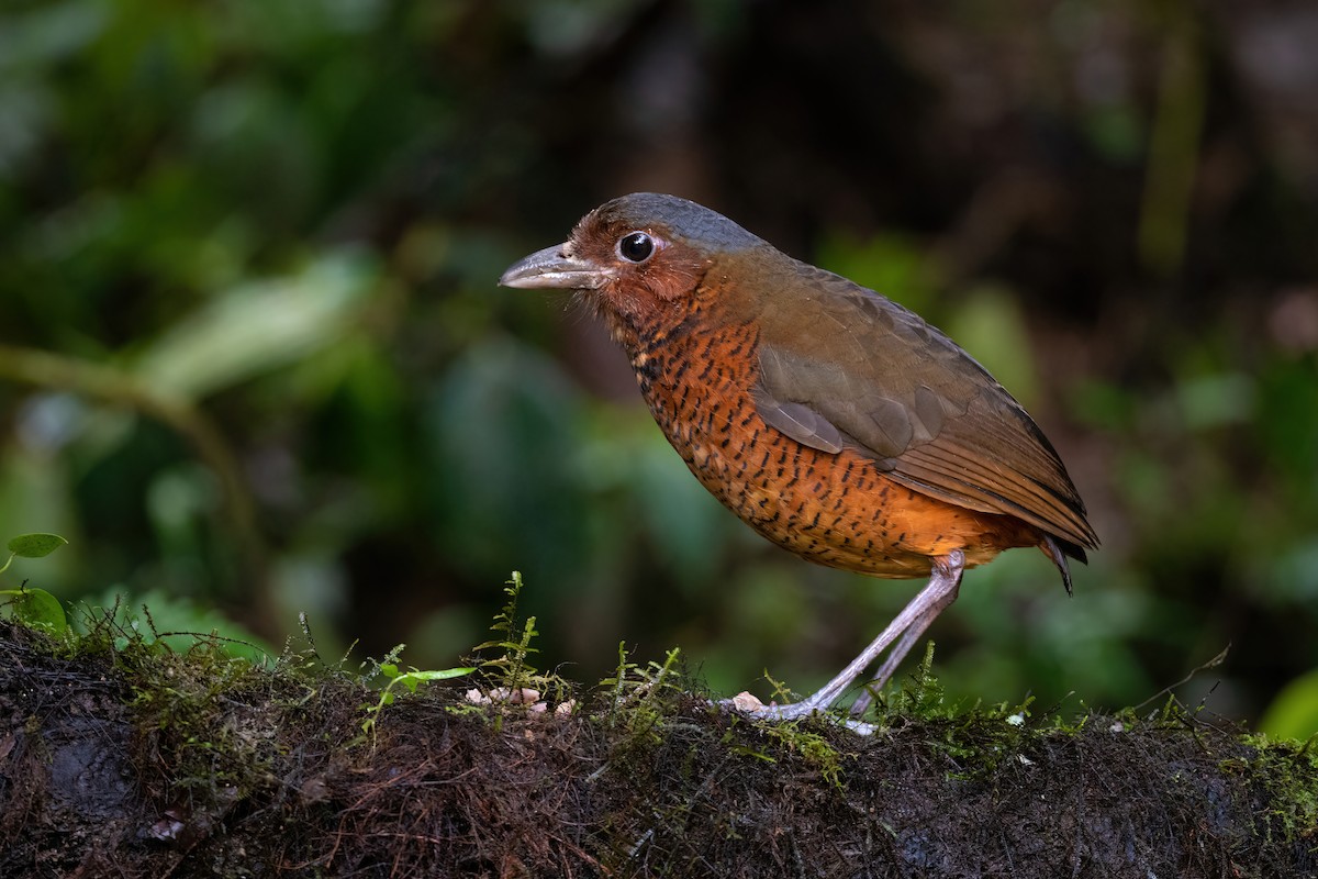 Giant Antpitta - Adam Jackson