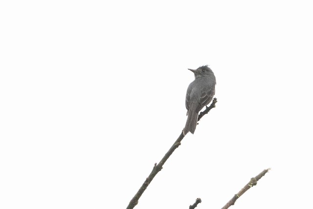 Smoke-colored Pewee