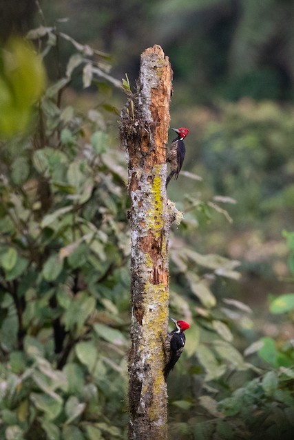 Guayaquil Woodpecker