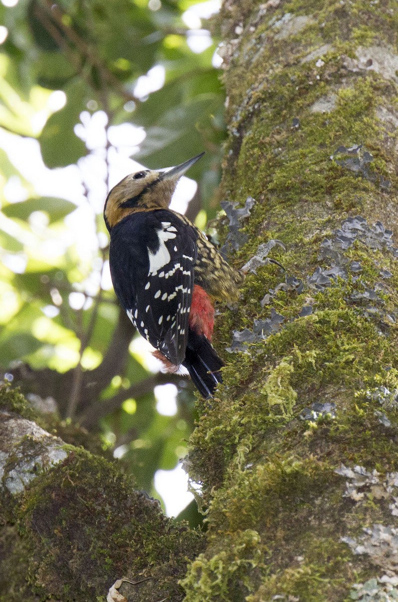 Darjeeling Woodpecker - ML42222021