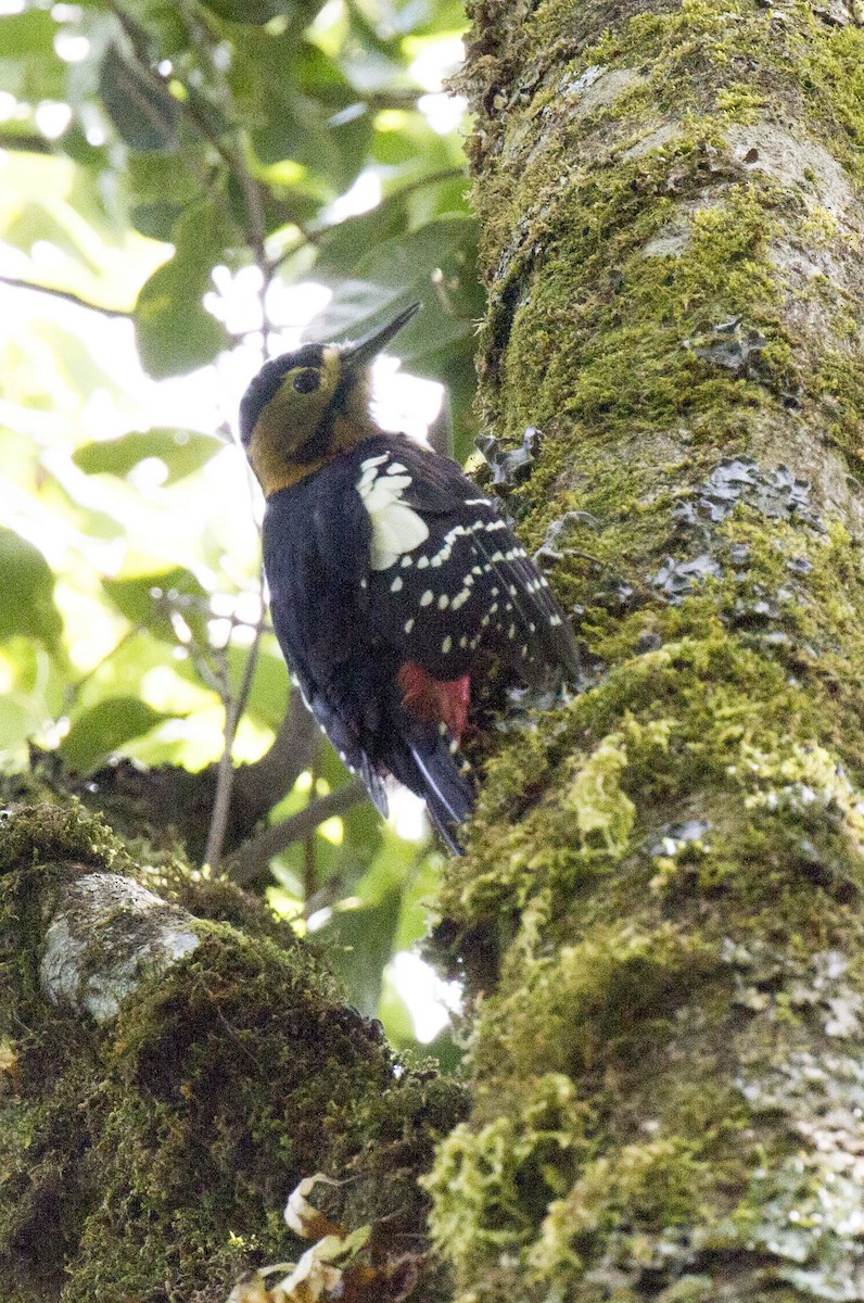 Darjeeling Woodpecker - ML42222041
