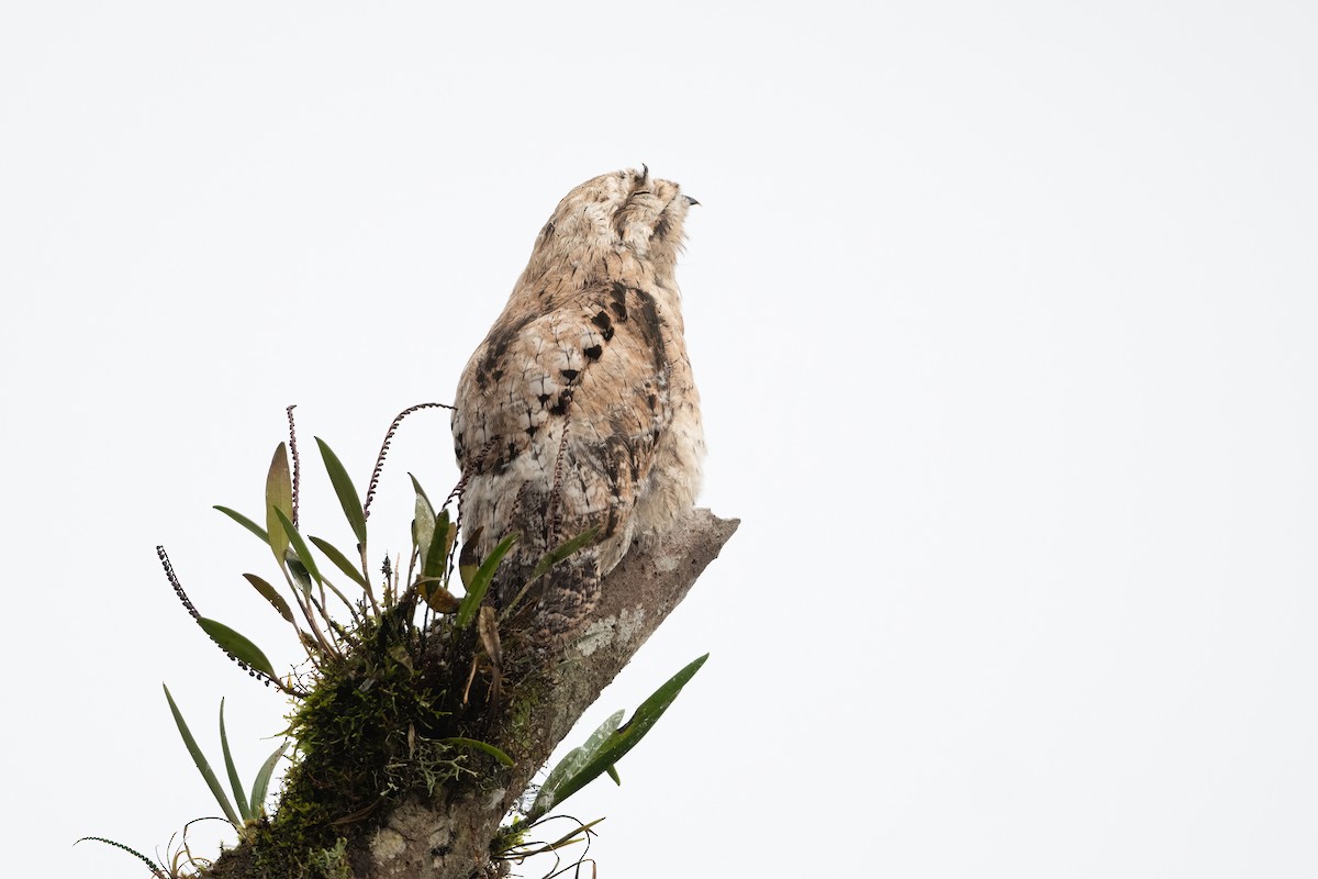 Common Potoo - Adam Jackson