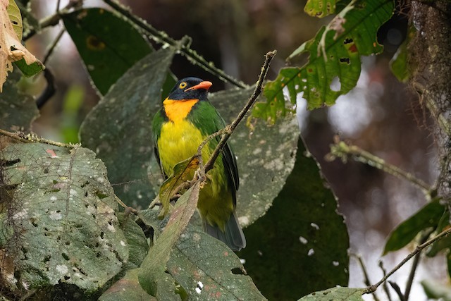 Orange-breasted Fruiteater