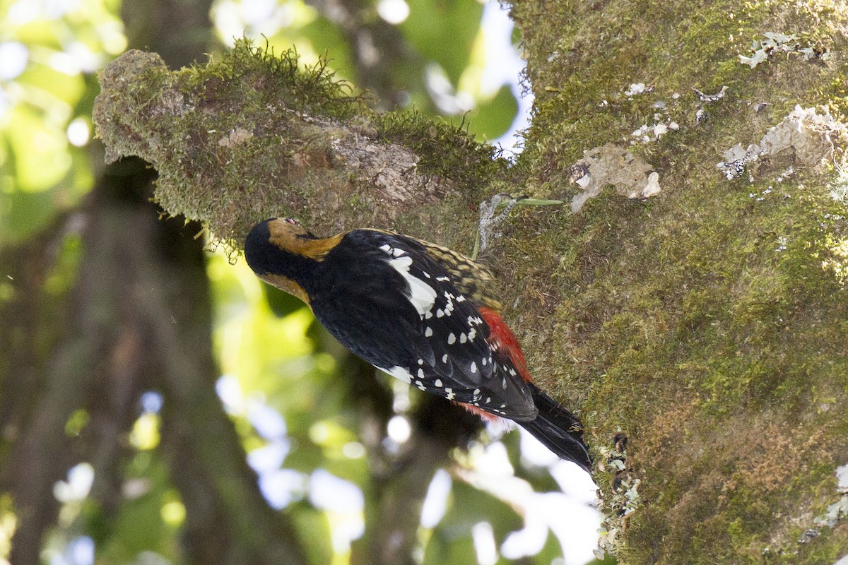 Darjeeling Woodpecker - Kristof Zyskowski
