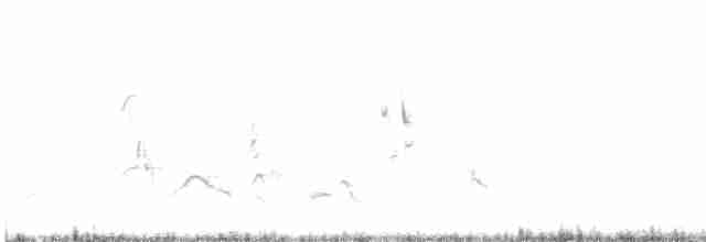 Arabian Warbler - ML422221011