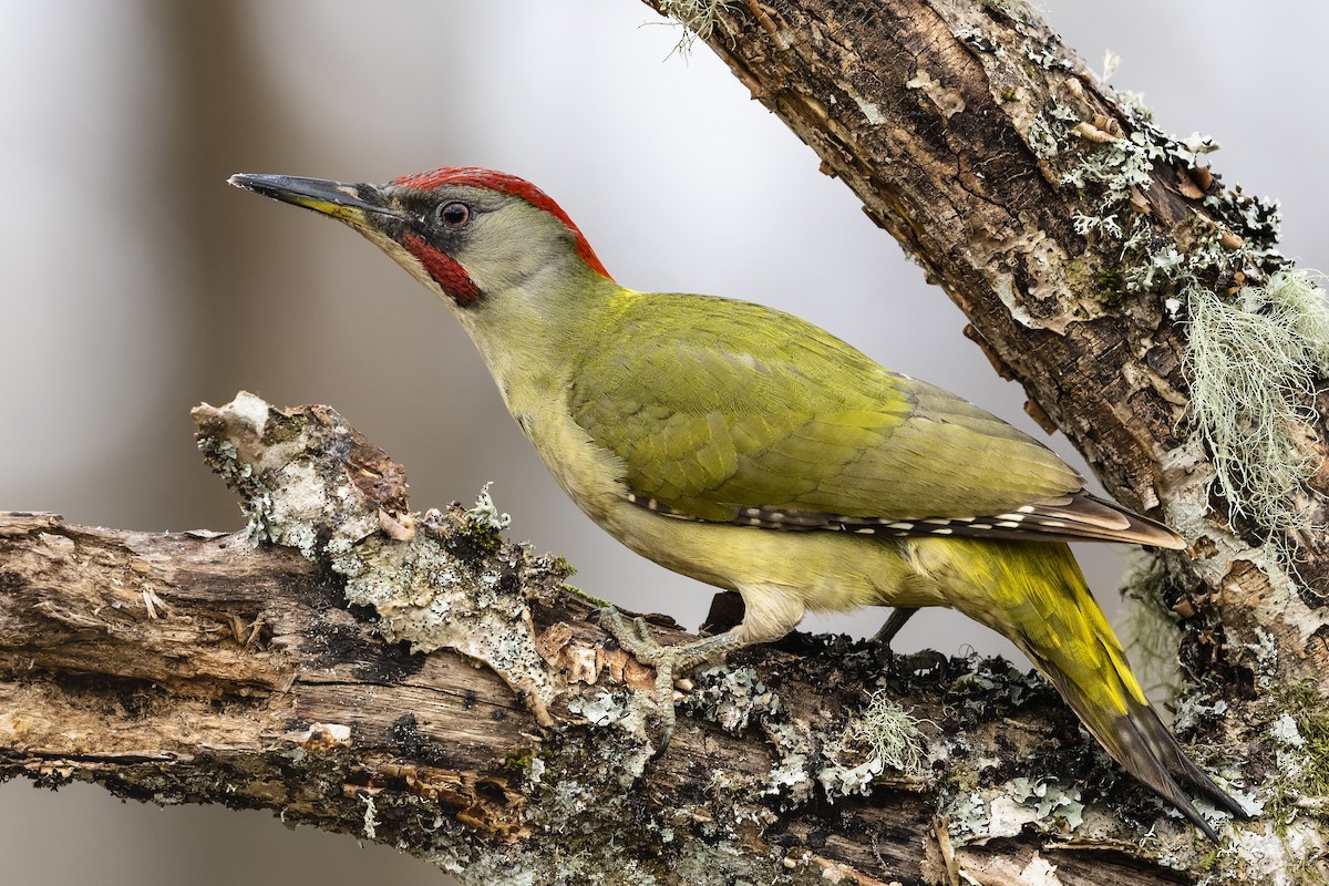 Iberian Green Woodpecker - ML422221501