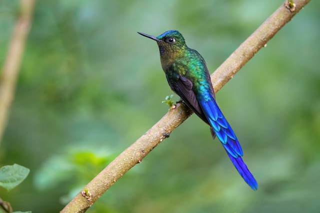 Violet-tailed Sylph