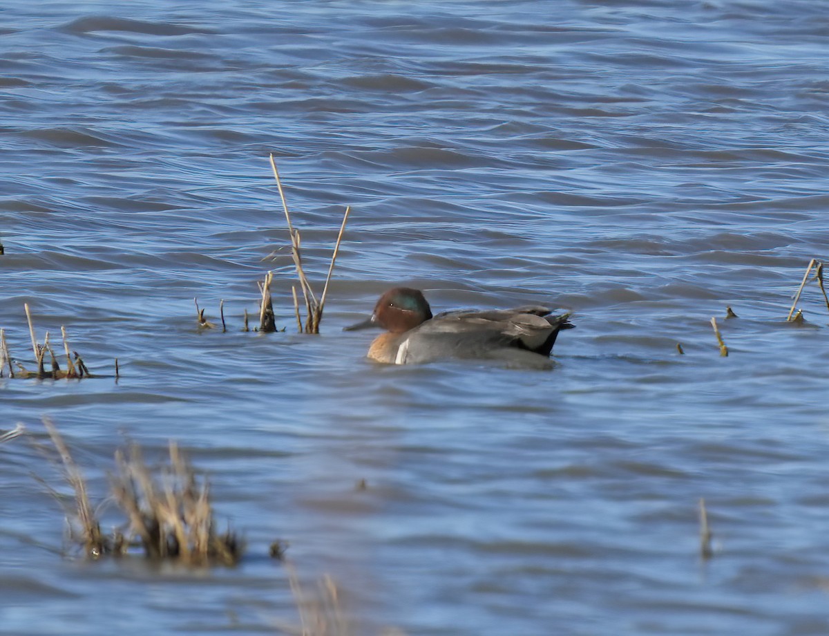 Green-winged Teal - ML422227271