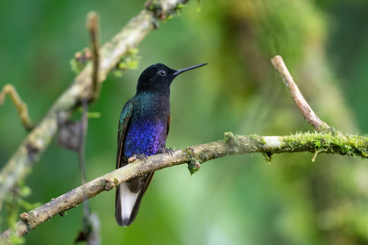 Velvet-purple Coronet - Adam Jackson