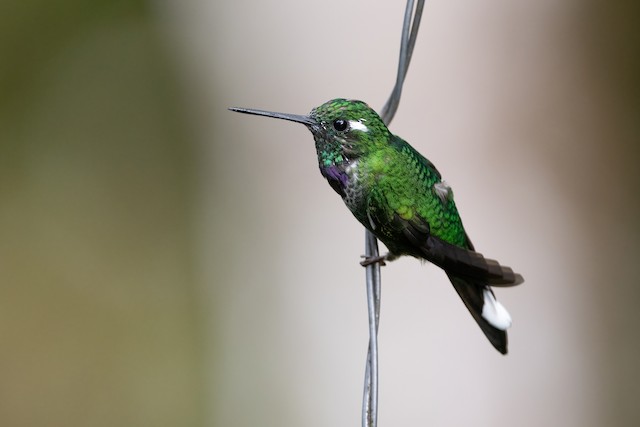 Purple-bibbed Whitetip