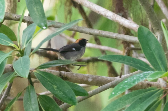 White-winged Brushfinch