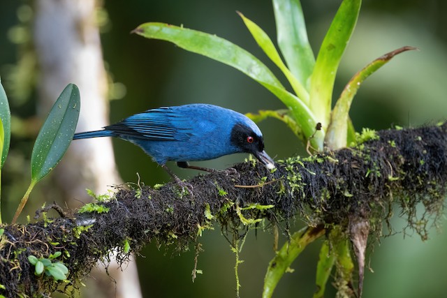 Masked Flowerpiercer