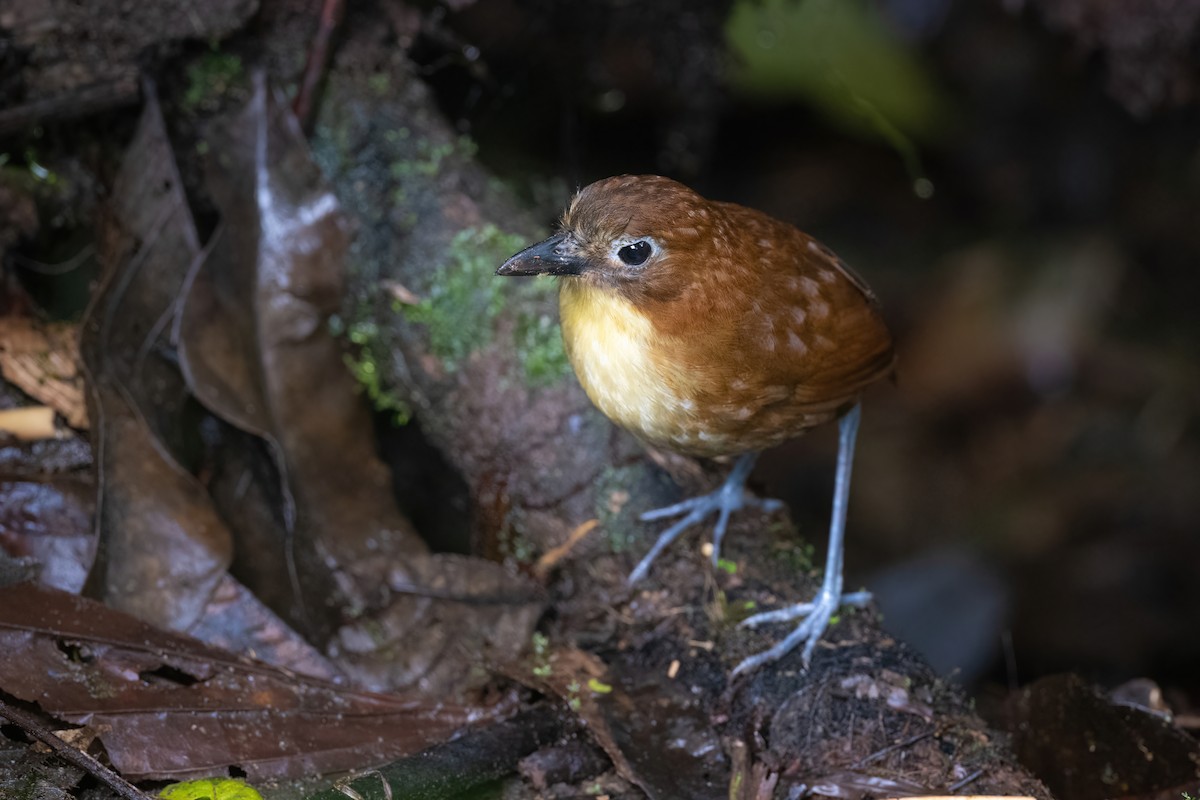 Yellow-breasted Antpitta - Adam Jackson