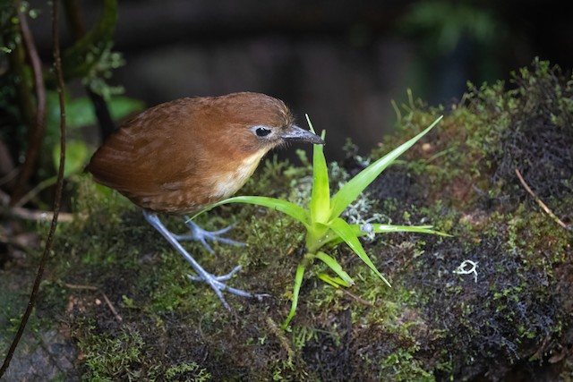 Yellow-breasted Antpitta