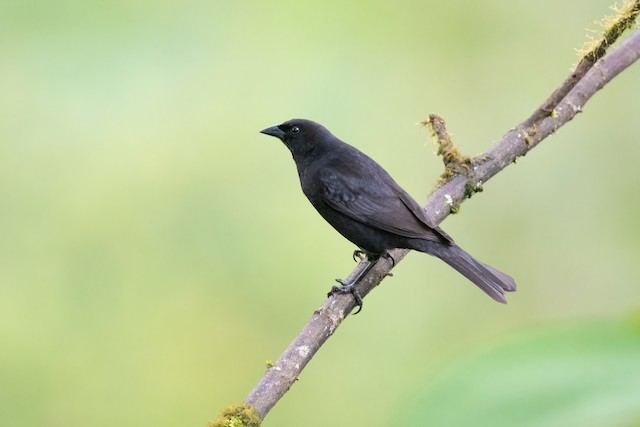 Shiny Cowbird