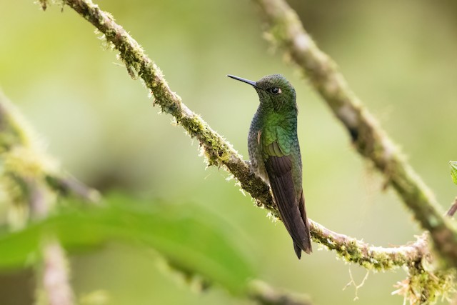 Buff-tailed Coronet