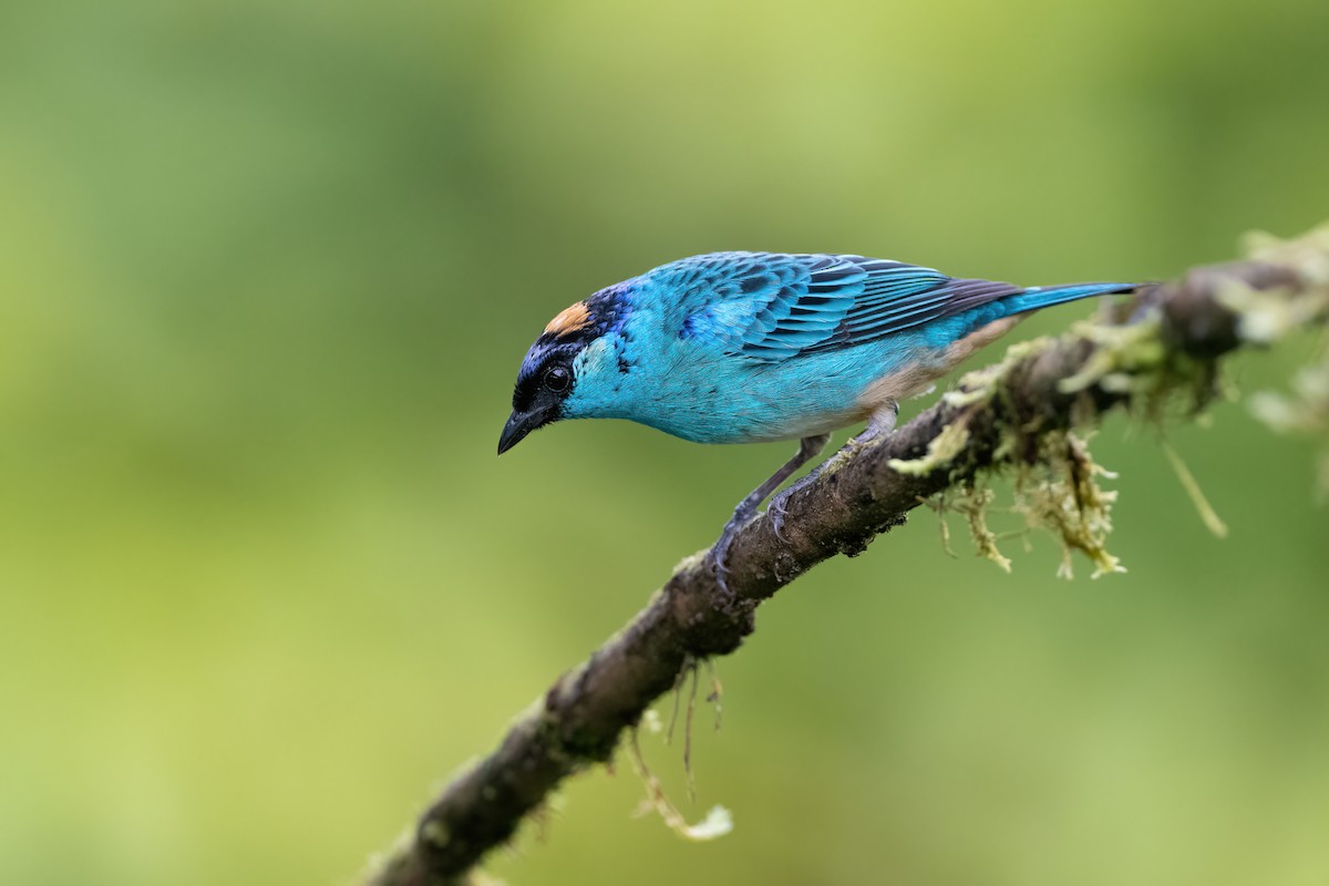 Golden-naped Tanager - Adam Jackson